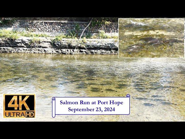 Salmon Run at Port Hope - September 23, 2024 - 4K