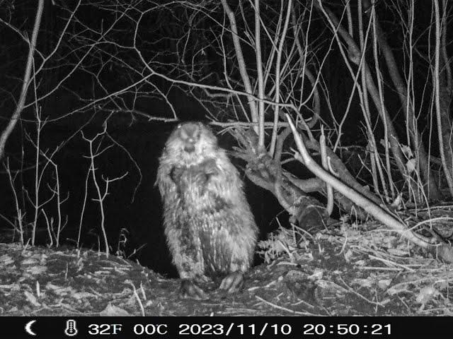 Beaver Caught on Trail Cam in Maine