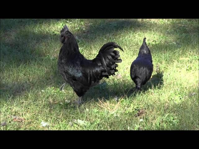 Ayam Cemani