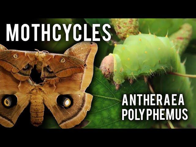 How to breed: Polyphemus moth (Antheraea polyphemus) Mothcycles