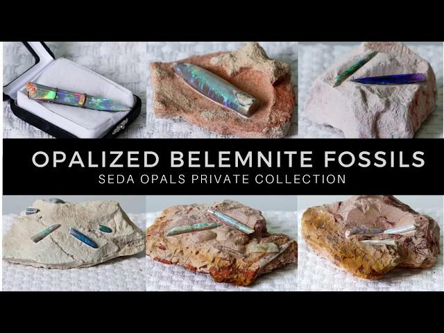 What are Opalized Belemnite Fossils?