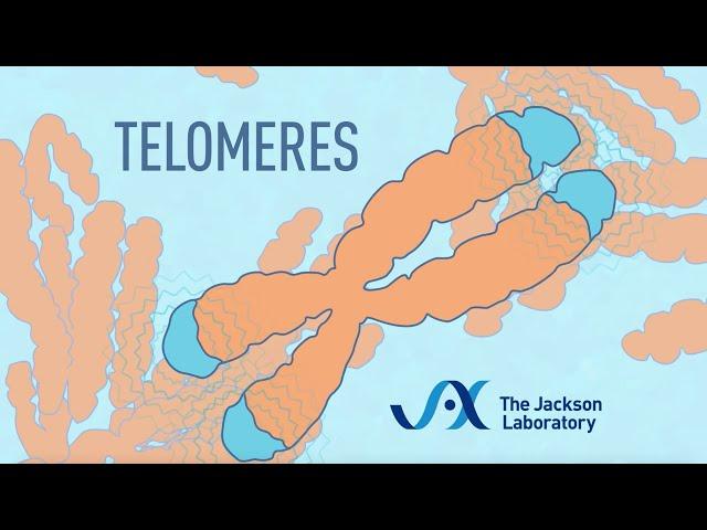 What are telomeres? | Telomere animation