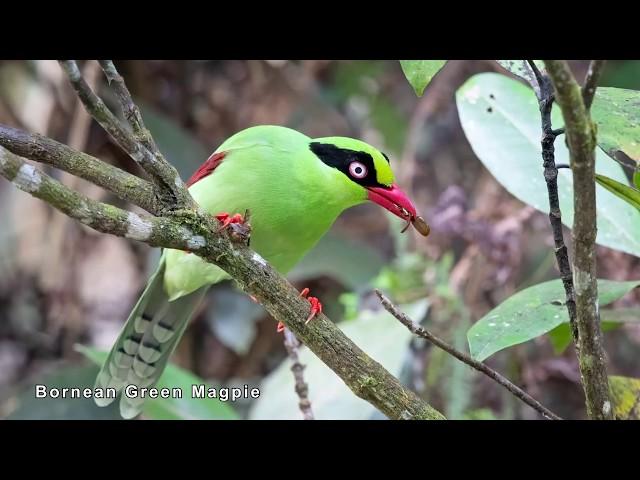 Birding in Borneo 2019