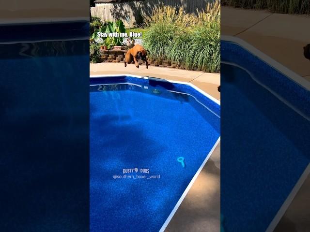 Pool Prank : southern_boxer_world (IG) #shorts