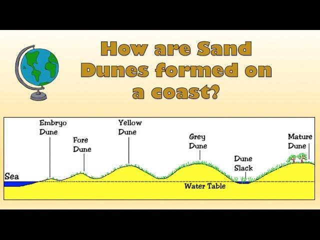 How are Sand Dunes formed on a coast? - Labelled diagram and explanation