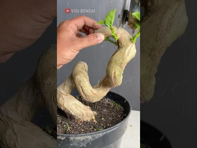 The Green Dragon, Already Starting to Grow