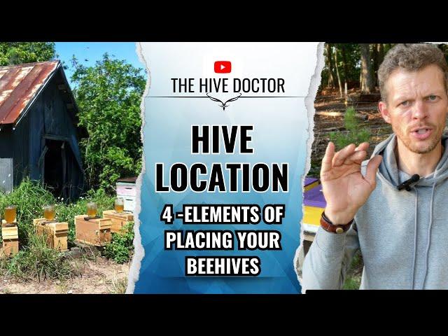 Where to put your Beehives//The 4 Elements of Locating your Apiary//Establish the Best Spot for bees