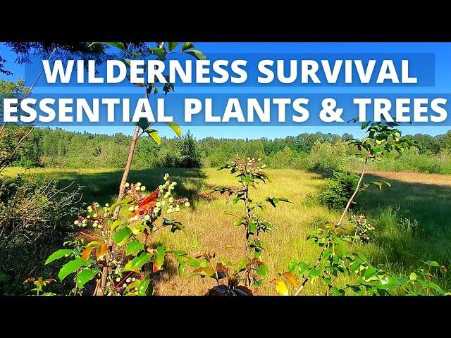 Ethnobotany | Essential Plants & Trees PNW Native Americans