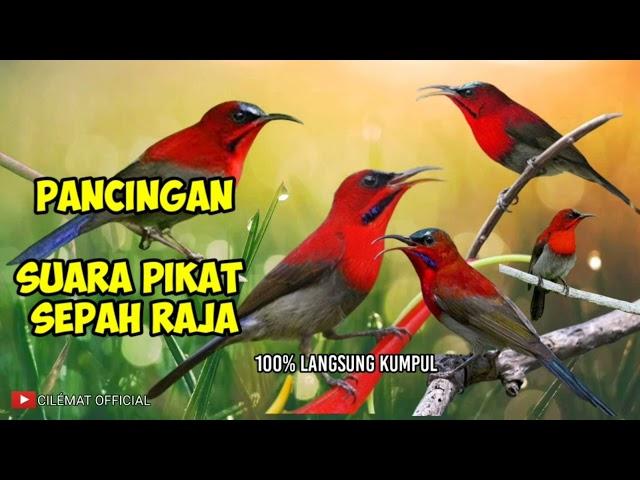 SUARA PIKAT BURUNG SEPAH RAJA PALING DI CARI || PANCINGAN BURUNG LIAR.