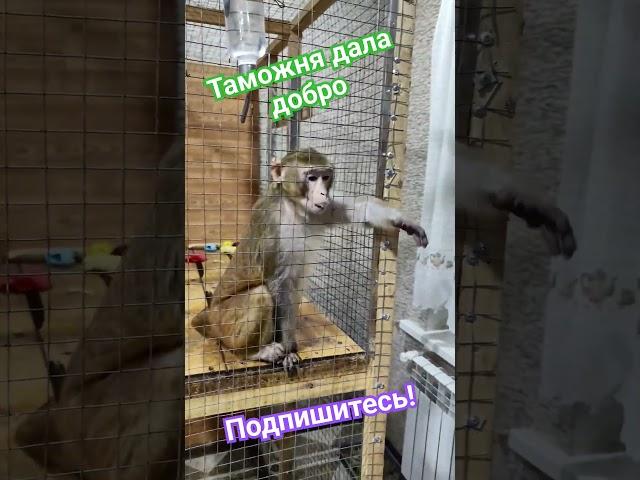 Маруся всех осматривает при входе в дом! #резус #макаки #обезьянки #играют #маруся 