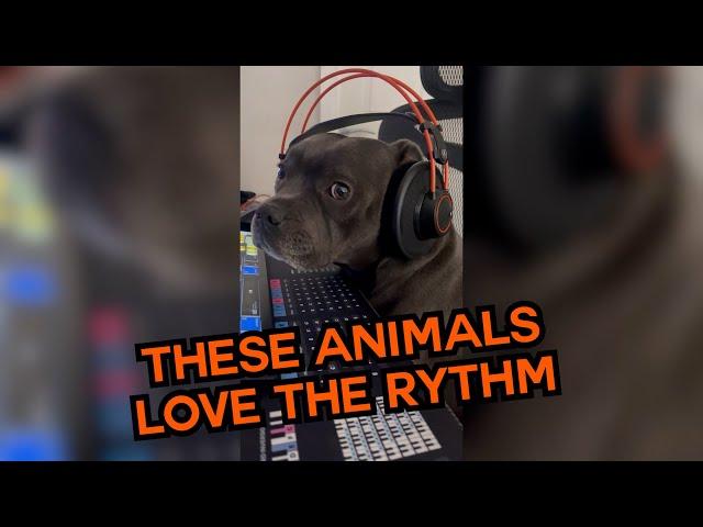 These Animals Love The Rhythm!  #compilation | PAWSOME PETS