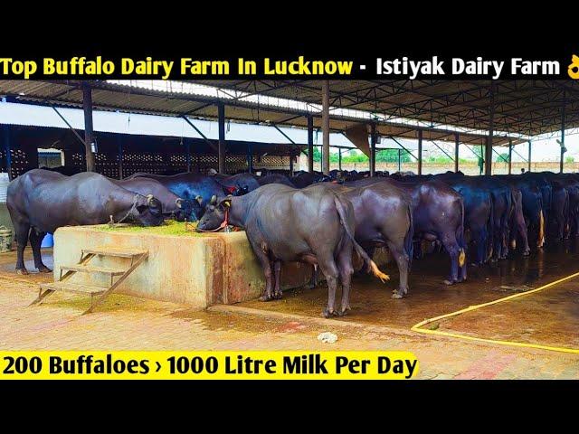 Top Buffalo Dairy Farm In Lucknow, UP -Istiyak Dairy Farm/ 200 Buffaloes = 1000 Litre Milk Per Day 