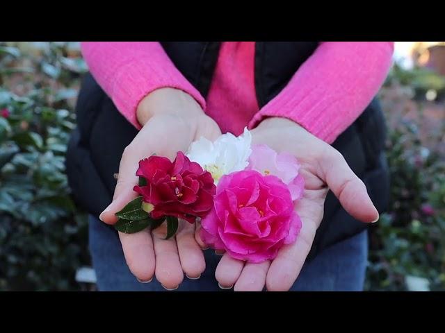 Non-Stop Flowers for Winter ~ Camellia 101 // Gardening with Creekside