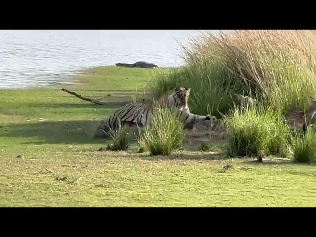 Tiger Hunting Deer in Stealth Mode #ambush #tiger #hunter