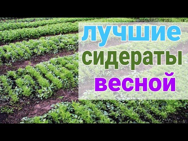 СИДЕРАТЫ. Какие сидераты сеять весной, горчица, фацелия, овес. часть 1