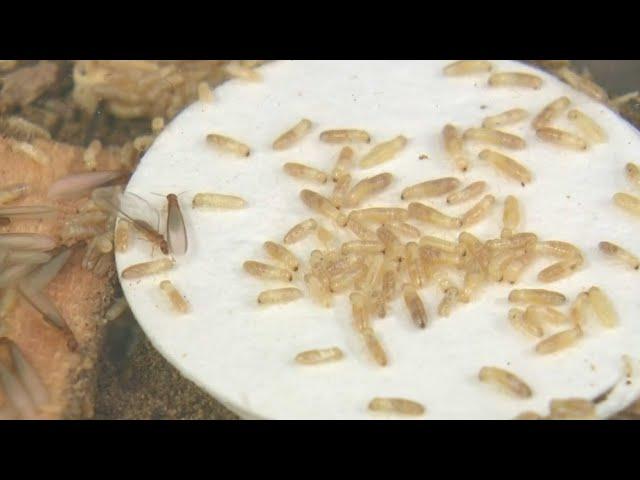 What you need to know about termites in South Florida