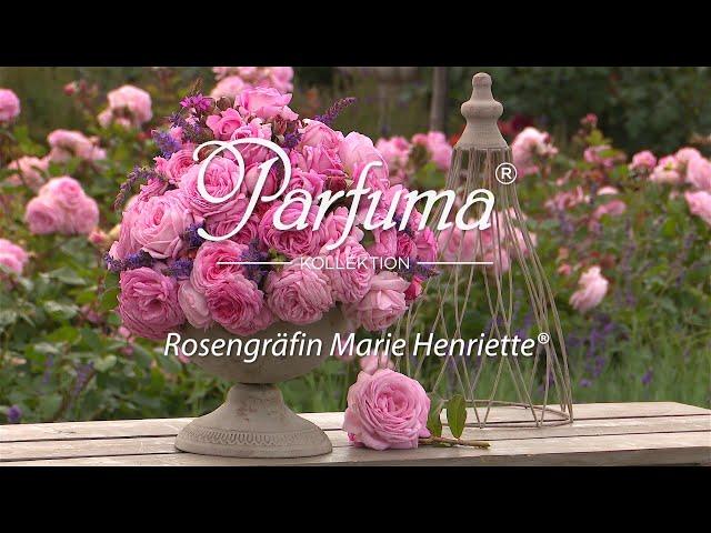 floribunda rose Rosengräfin Marie Henriette ®