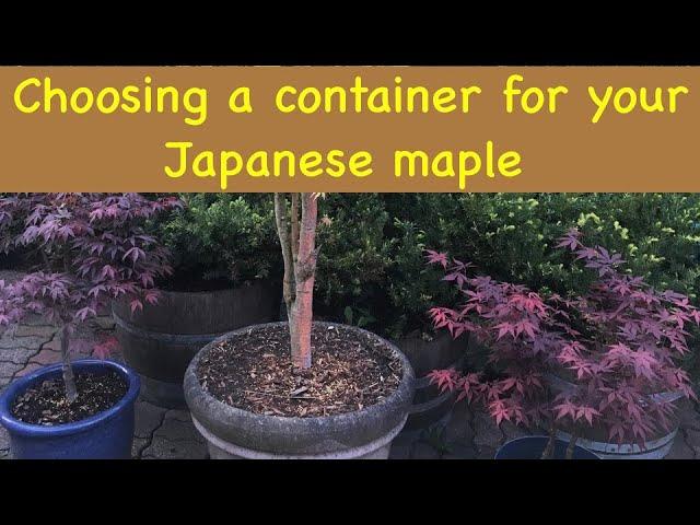 choosing a container for your Japanese Maple