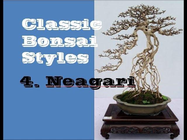 Neagari II Classic Bonsai  Styles