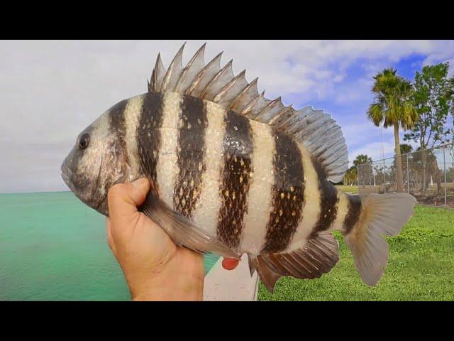 3 Hours Uncut Shore Fishing, Sight Casting HUGE Sheepshead In Florida For Dinner