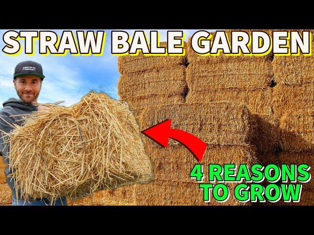 4 Reasons To Grow Veggies In A Straw Bale Garden