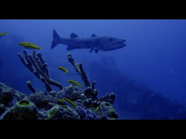 Diving USS Spiegel Grove