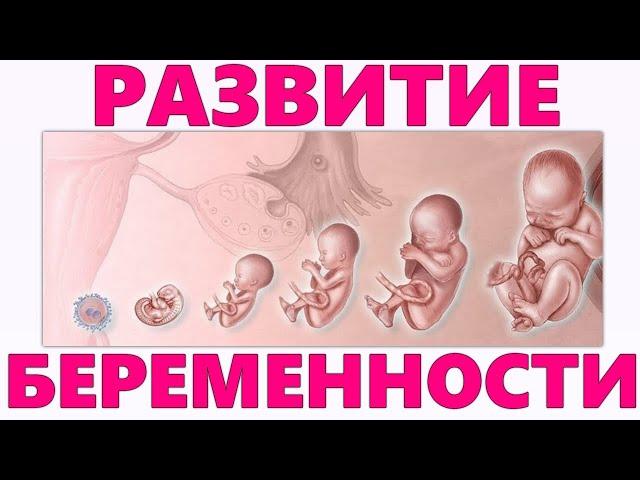 РАЗВИТИЕ ПЛОДА ПО НЕДЕЛЯМ БЕРЕМЕННОСТИ | Основные стадии формирования ребенка в животе у мамы