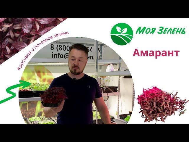 Микрозелень Амаранта - Моя Зелень