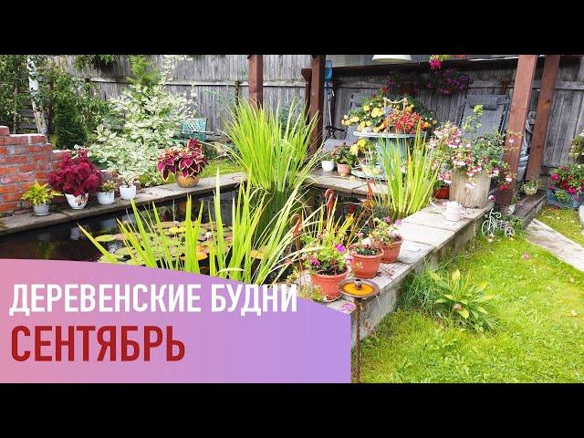 Деревенские будни. Сентябрь. Семейная ферма в деревне.