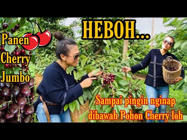 BIKIN GEMES! Saking senengnya sampe ngga mau Pulang… GARA-GARA CHERRY JUMBO