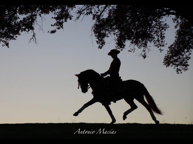 Iberian Horses Productions