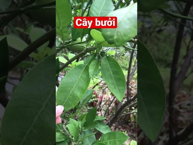 Bé nhận biết cây bưởi