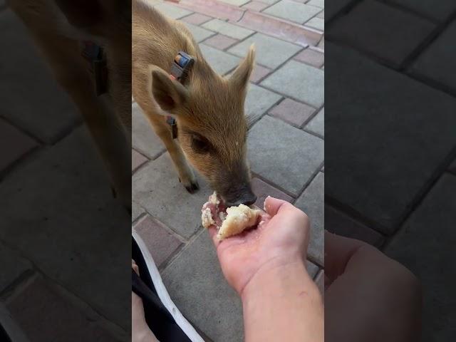Кашку малышу #hunting #собака #лесной #кабан #животные #animals #labrador #fishing