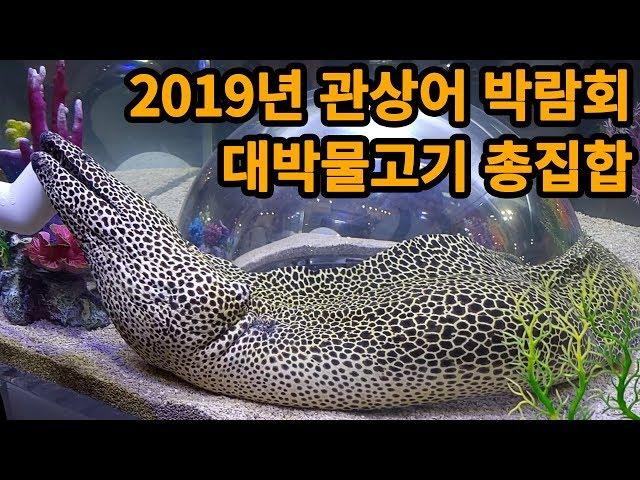 2019년 관상어 박람회~ 대박물고기 총집합 구경하세요!