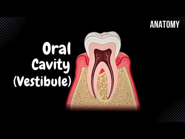 Oral Vestibule (Lips, Cheeks, Teeth, Gums) - Oral Cavity Anatomy