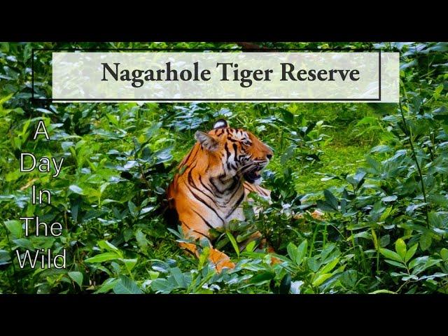 2 Tiger Sightings in Nagarhole Tiger Reserve | JLR Kings Sanctuary