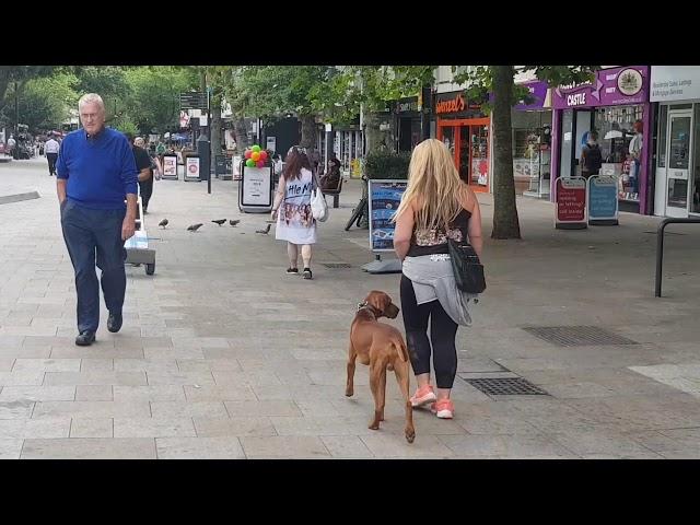 11 month old hungarian vizsla, Ziggy! Check out this dog!