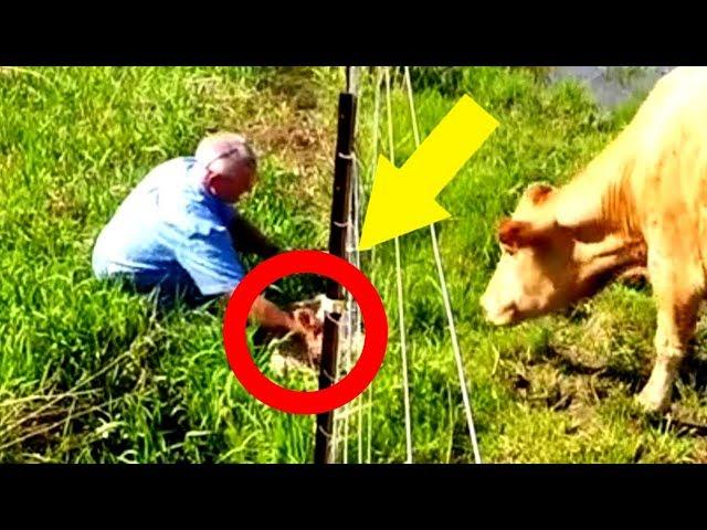 Diese Kuh verhält sich merkwürdig, dann begreift ein Mann – Sie braucht sofort Hilfe!