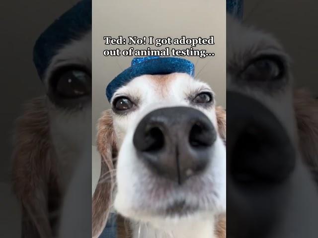 POV: he made it out of the animal testing labs #shorts #funnydog