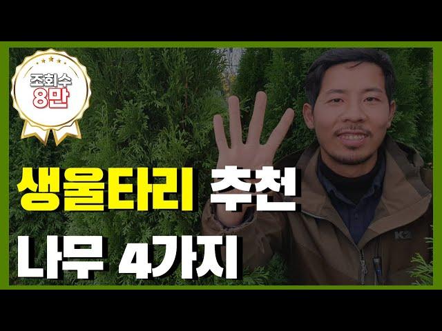 나무왕이 추천하는 생울타리  4가지 - 침엽수편