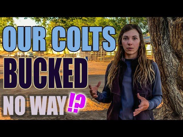 COLT STARTING SEASON & HOW WE LIKE TO DO IT