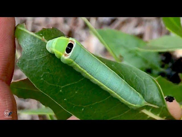 CYCLOPS CATERPILLAR! MOTH LARVAE THAT USE MIMICRY AS A DEFENSE STRATEGY