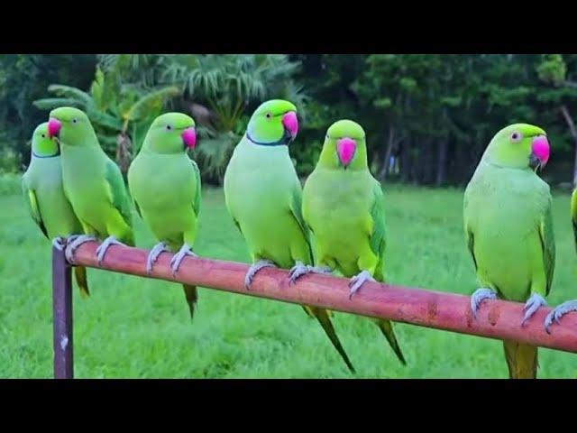 cute parrots funny video