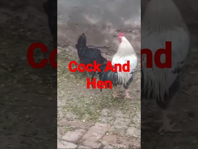 #shortsvideo #goat #mspetsvlogs #shortsvideo #cock #aseelmurga #mspetsvlogs