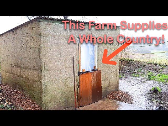 How this tiny farm supplies the whole of the U.K.