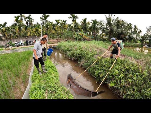 QUYEN FISHING71 | Hunting big fish in the drainage ditch.