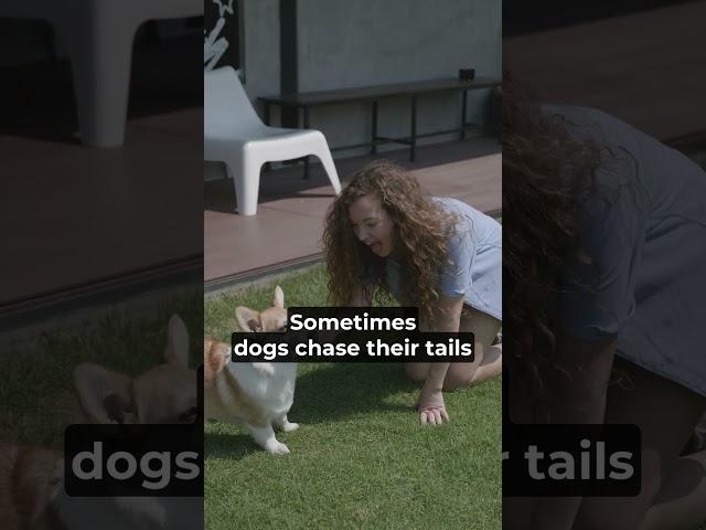 Why Do Dogs Chase Their Tails? | Fun Dog Facts | Total Pet Tales