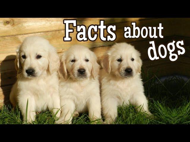 Dog Facts for Kids