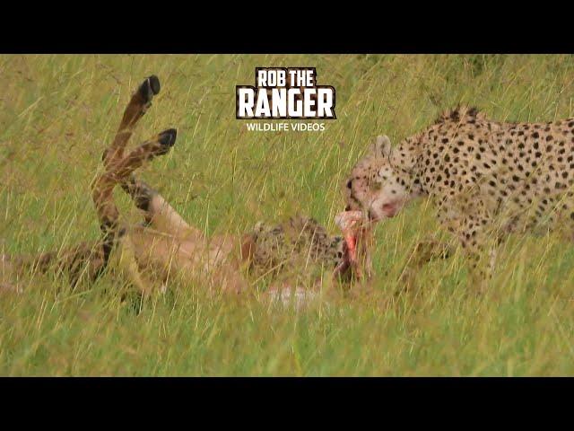 Cheetah Coalition Feast On A Topi | Maasai Mara Safari | Zebra Plains