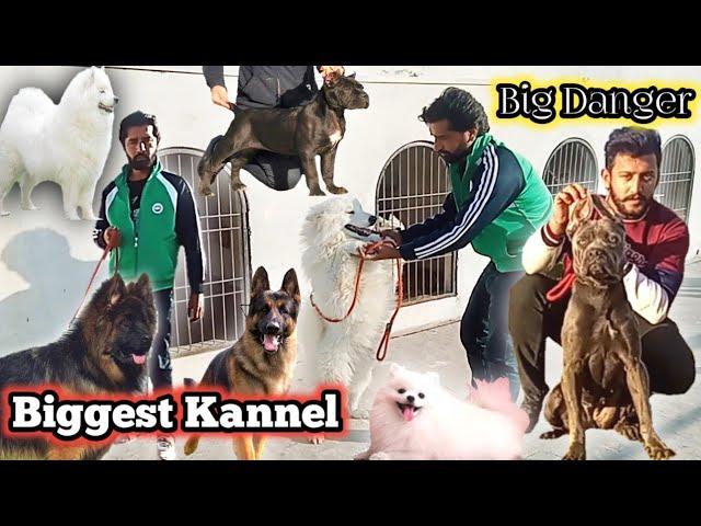 German Shepherd Dog | Cane Corso Dog | Dog Kannel in Pakistan | Dogs Ki Mandi | MMB pet lover